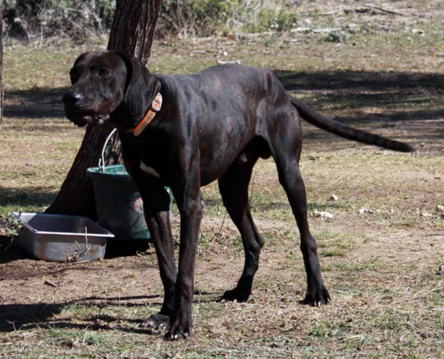 美国名犬,比特恶霸靠边站,经家族7代人培育,有钱买不到的猛犬