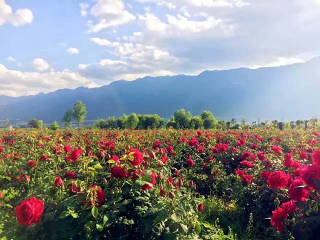 这里,就是洱海边的「花伴一生」玫瑰种植基地.