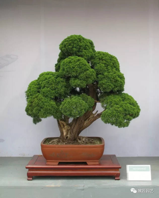 中国五大流派盆景精品展之苏派盆景