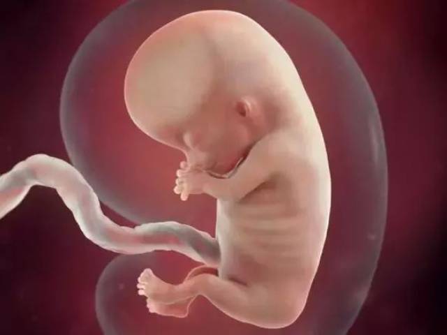 胎儿发育全程高清图,原来胎宝这样成长的