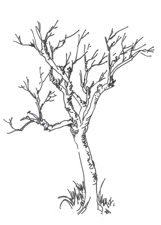 手绘教程 | 植物景观表现之乔木表现