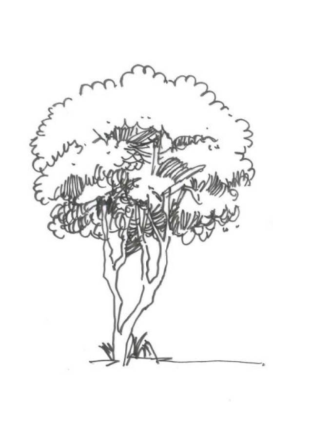 手绘教程 | 植物景观表现之乔木表现