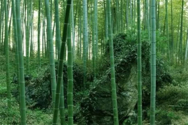 竹子是在有寓意的树的名字大全里面最吉祥的植株了,竹子高雅脱俗