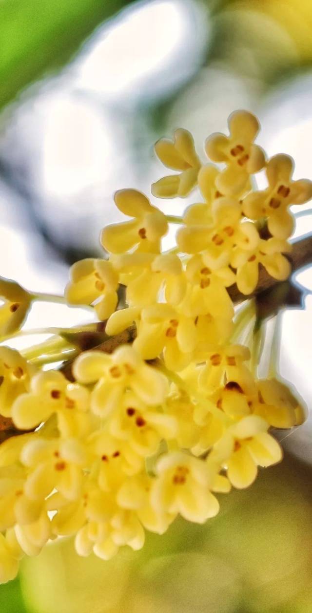 桂花次第开 | 满园清香溢