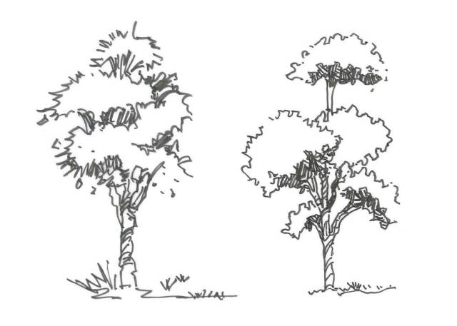 手绘教程 | 植物景观表现之乔木表现