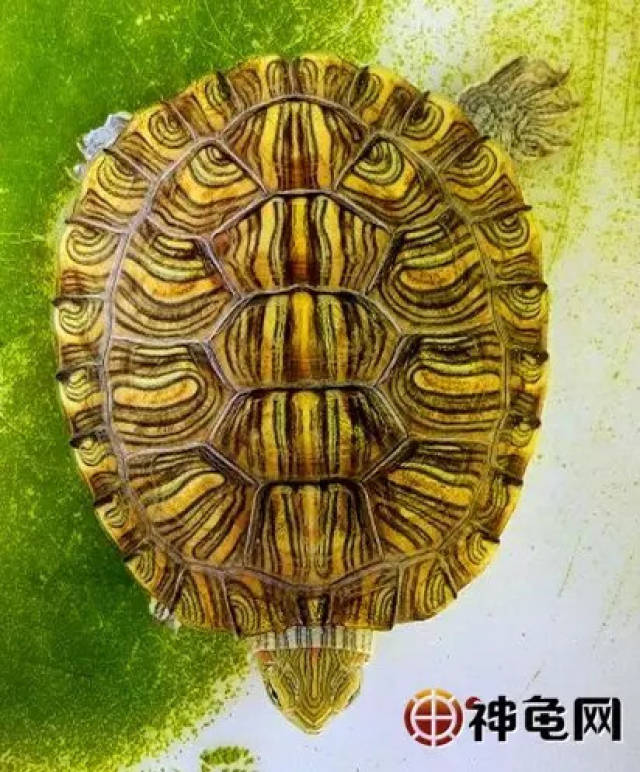 买了阿拉巴马龟?确定吗?