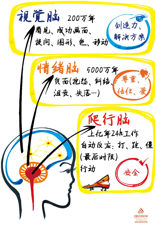 教练的思维方式教你三脑的正确打开方式