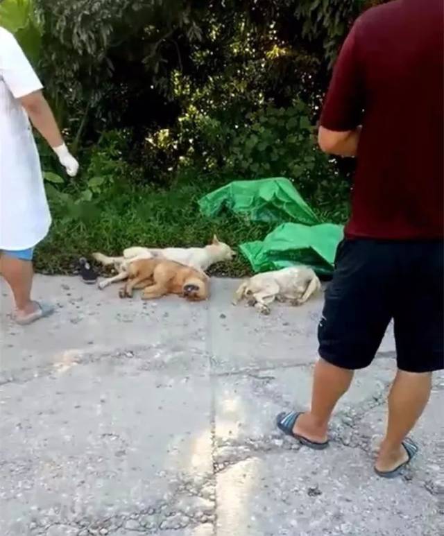 还有偷狗人会用一种"三步倒"的毒药,这种药毒性非常强,可让狗在一分钟