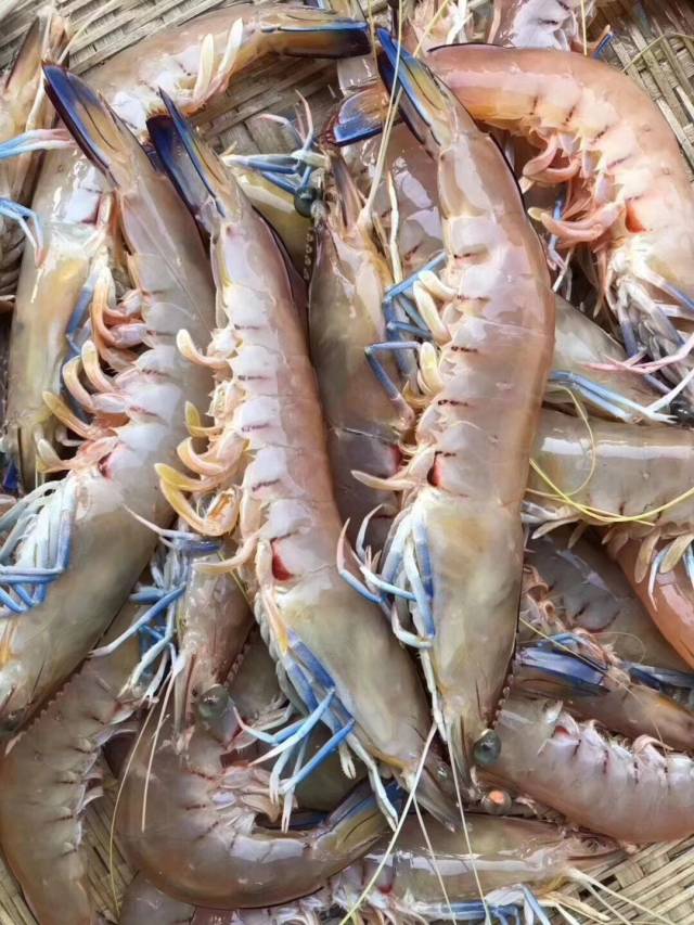 蓝尾虾 吃海鲜最好是来沿海地方吃,我们闽南沿海当地自家的渔船,每日
