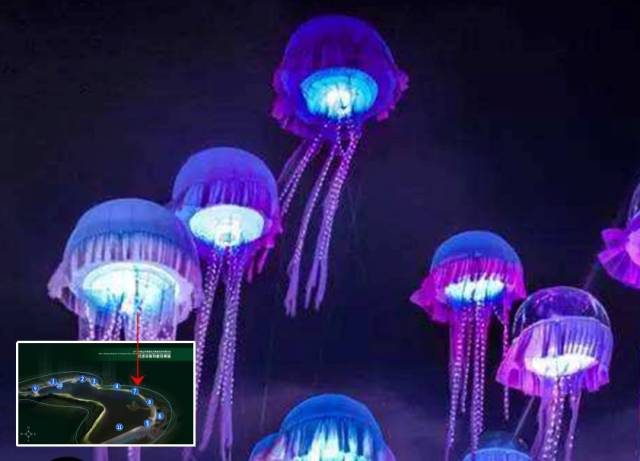 梦幻水母