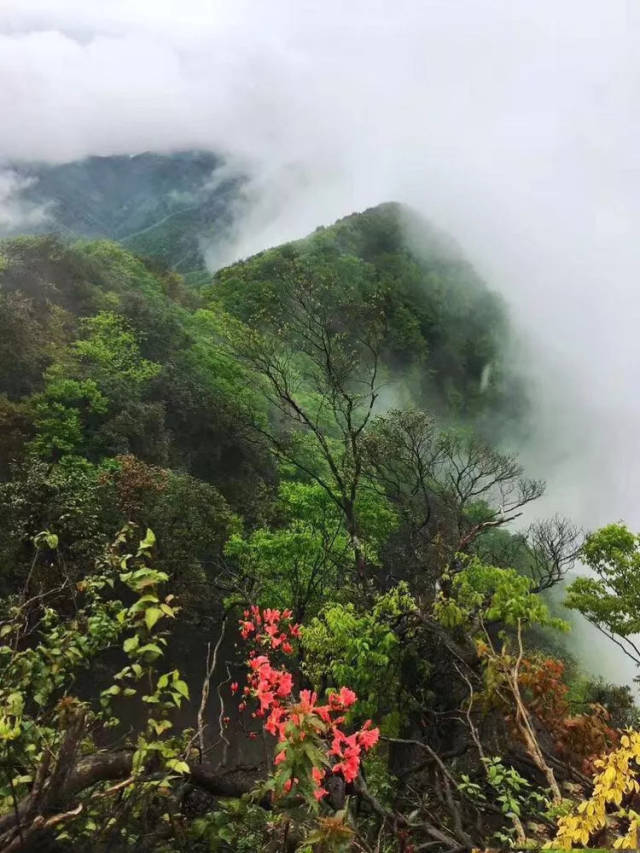 穿过国家森林公园雷公山 云里雾里