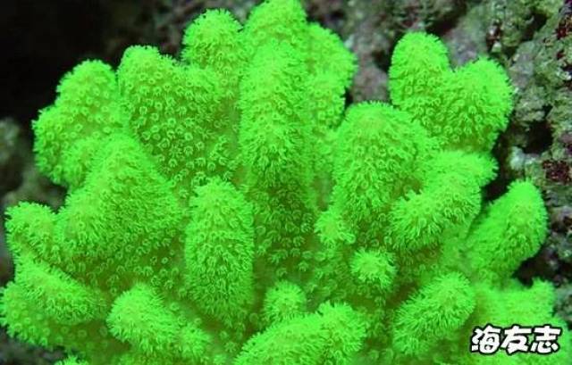 皮革珊瑚的分类
