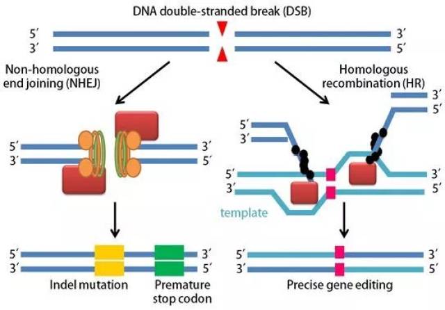 science新研究挑战分子生物学中心法则核糖核苷酸的整合竟促进nhej