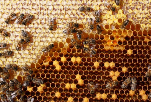 蜜蜂是怎么筑巢的
