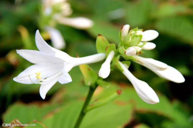 绿云枭枭不禁风 | 【花间意】水彩夏季课第六节课程回顾