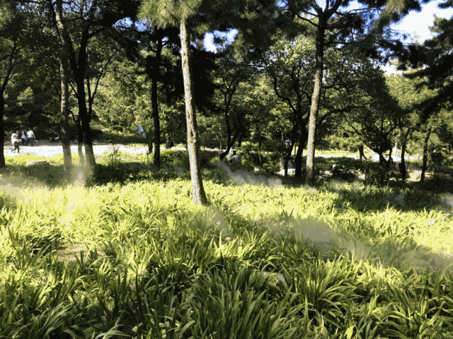 【有约】北京西山国家森林公园:树木花草盛,且听风声