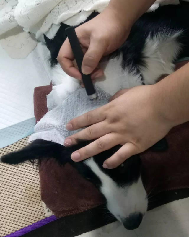 神奇的针灸,艾灸疗法 每天都有宠物主人带着瘫痪的猫猫狗狗来接受