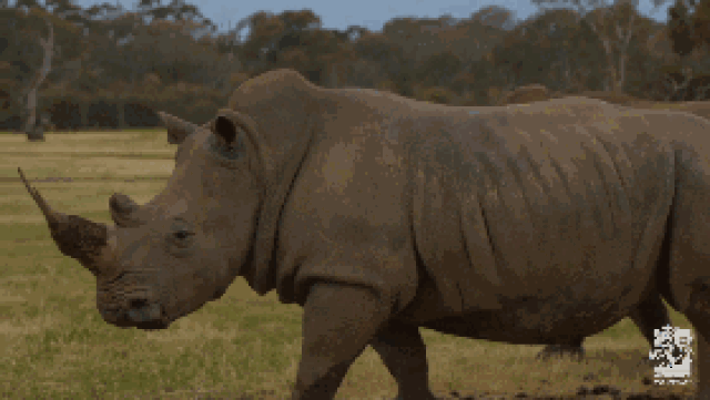 9.22 | 世界犀牛日