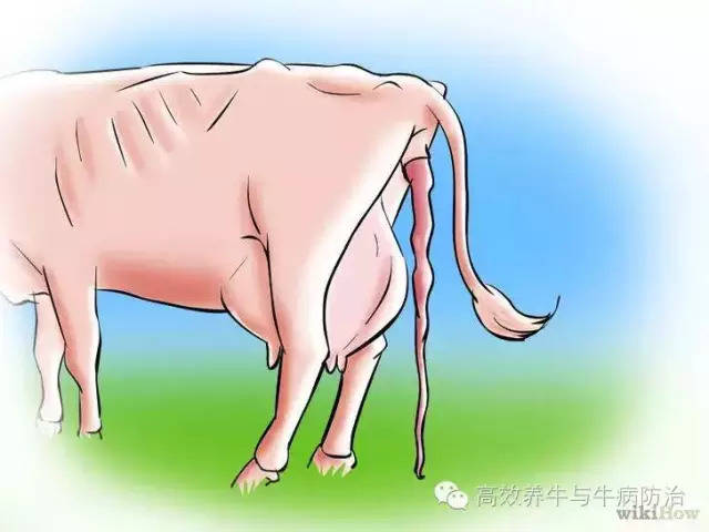如何分辨母牛是否要分娩?