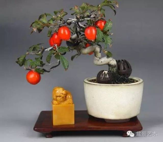 老鸦柿盆景栽培与造型技术