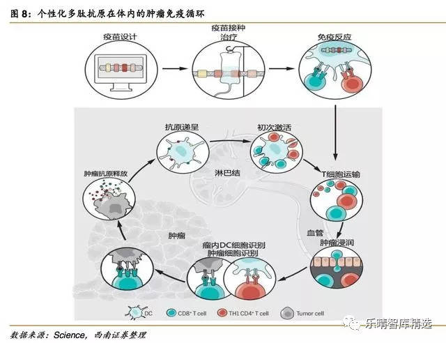 肿瘤疫苗:重磅肿瘤免疫治疗方案的破晓