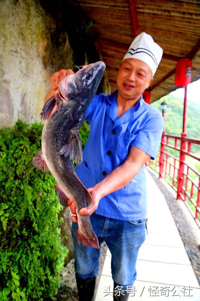 宜昌长江肥鱼,含有"脑黄金",汤如牛奶白,列长江4大名鱼之中