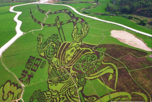 稻田艺术登陆大陆村