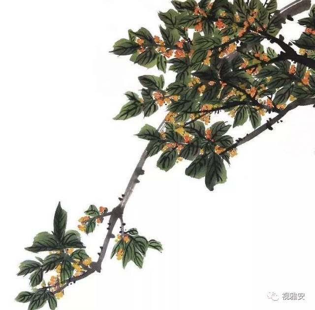 桂花开放幸福来!一座最滋润的城市更有味道