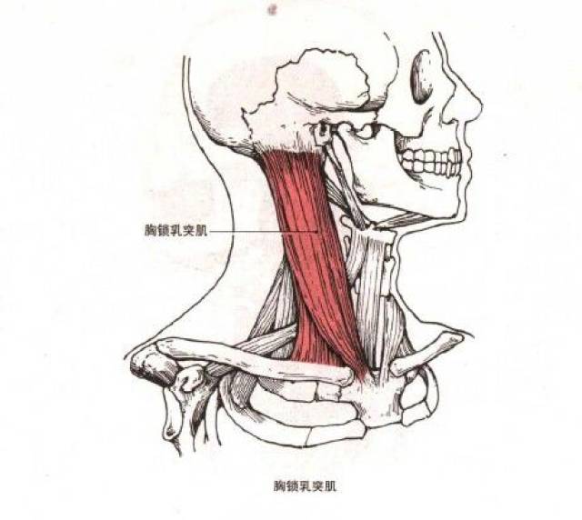 部位:颈项两侧,肌肉向上部位于胸锁乳突肌深侧,下部位位于斜方肌的深