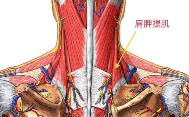 起点:枕外隆凸,上项线,项韧带,第7颈椎及全部胸椎棘突.