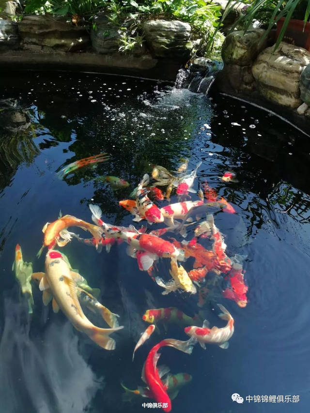 深苑庭水溪,锦鲤相嬉戏