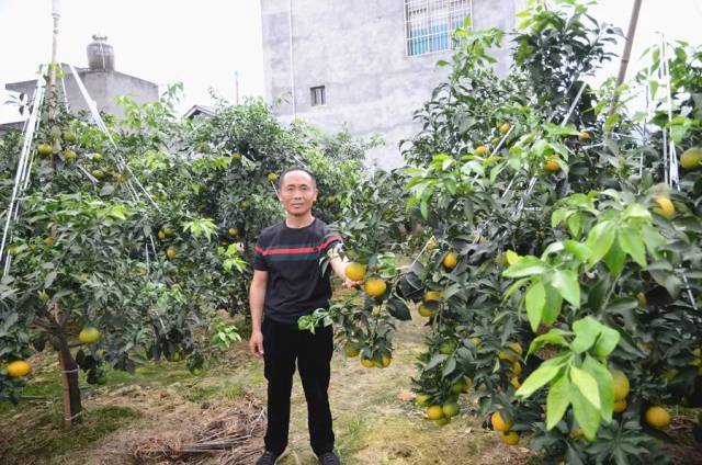 "中国最美果园"海选(眉山站)| 种植新手变"能手"