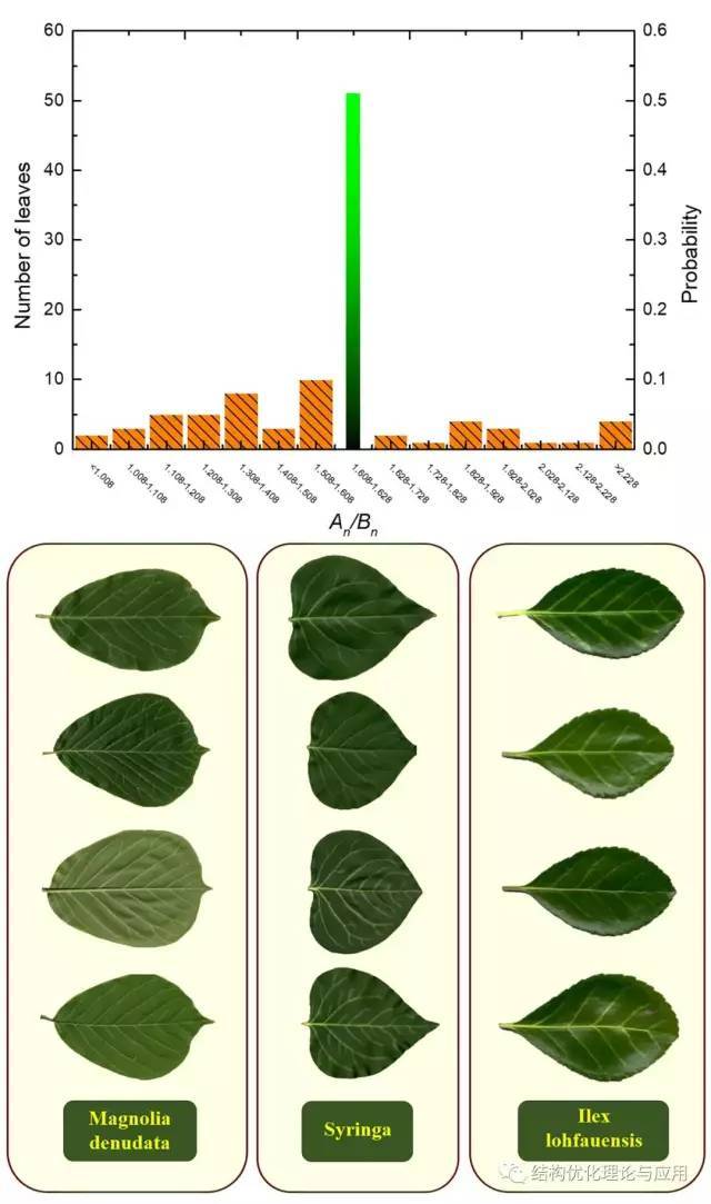 研究发现叶脉主干首段与次段(a/b)呈现近似黄金比例分布时,树叶的