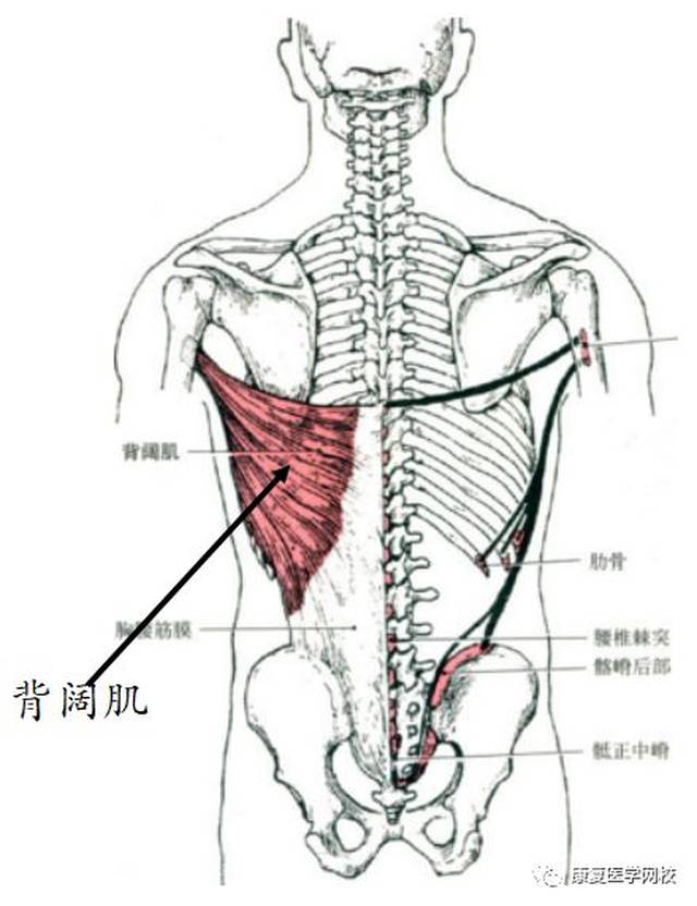 口诀: 控制肩关节运动的肌肉 屈 二短三前胸锁喙 伸 三长三后背阔伸