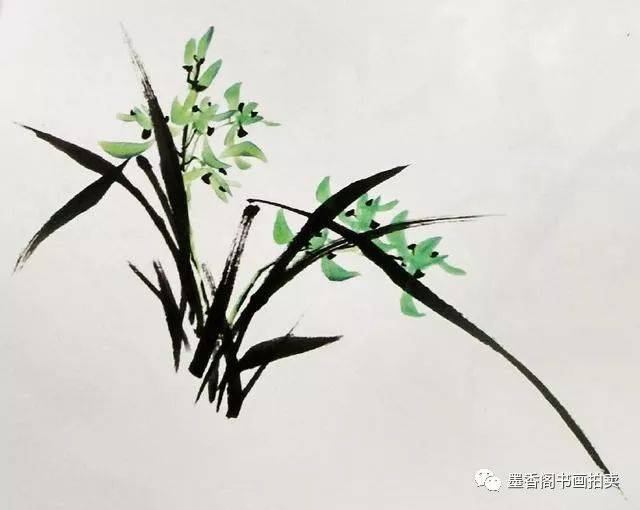 国画技法 兰花花头的画法,兰与叶组合的画法