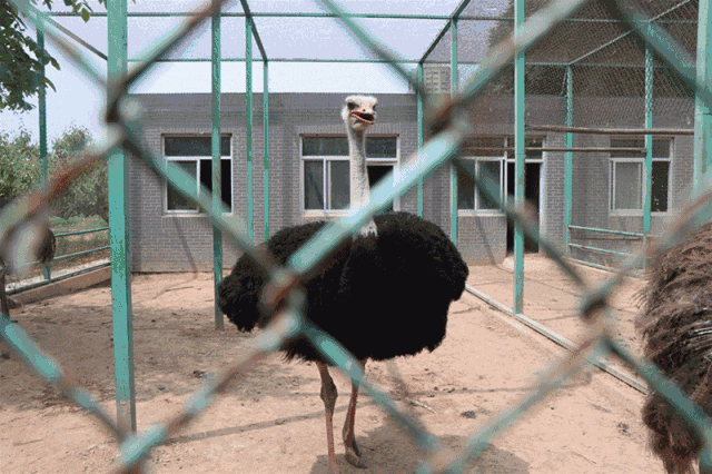 640_426gif 动态图 动图