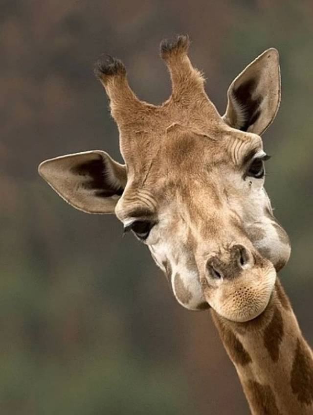 少儿创意美术《长颈鹿》,可爱又蠢萌的表情很招人喜欢