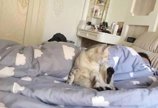 猫咪钻进主人的被窝,却被主人无情的赶出来,猫咪表情笑喷!
