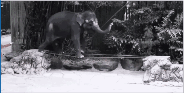 【焦点】父母遇害,家园被毁,人类难道还不觉醒?