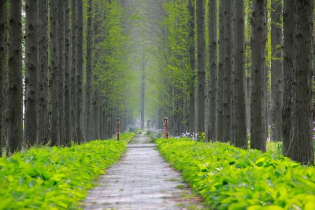 水杉林大道