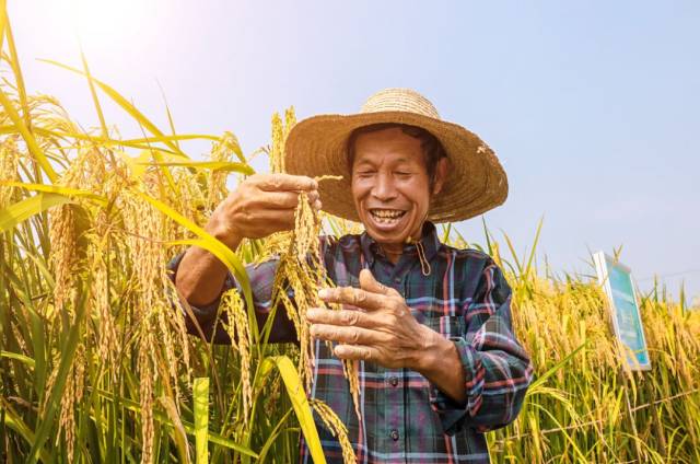 首个中国农民丰收节!长沙县这些乡镇一片秋收喜悦,有你家乡吗?