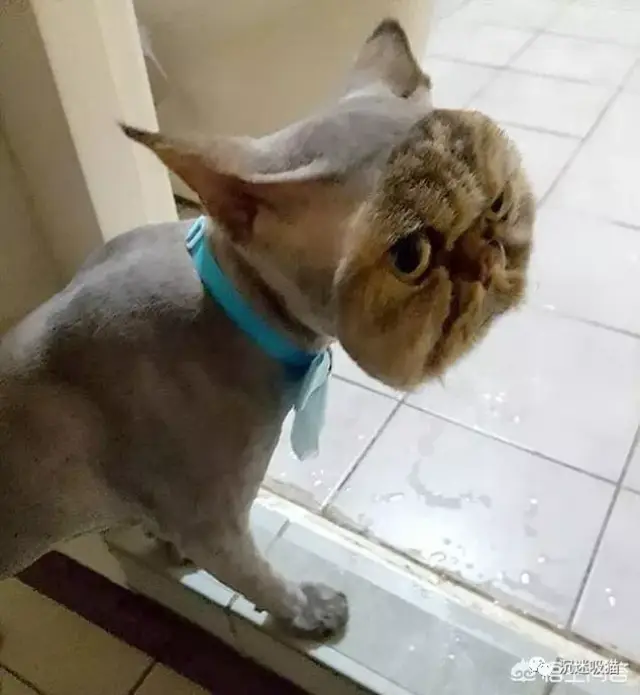 猫咪剪毛都有哪些奇葩造型?