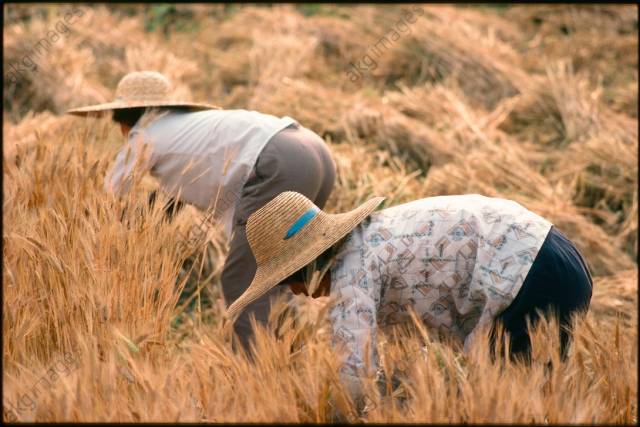 老照片:1982年的苏州农村 农民伯伯种田好辛苦
