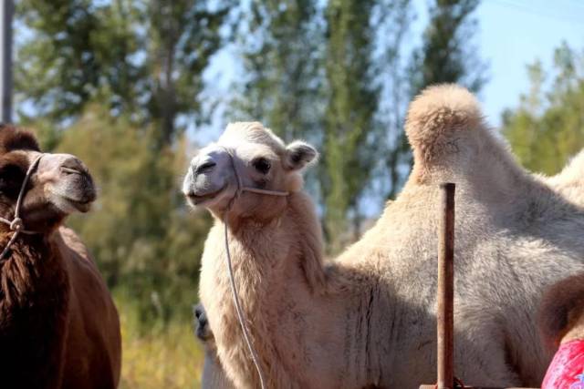 震撼！精河县举办首届木特塔尔沙漠文化旅游节