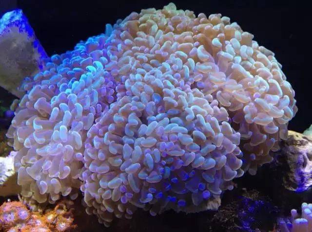 海缸艳丽珊瑚的饲养经验总结!