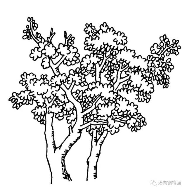 学钢笔画222妖娆的树…妩媚动人有木有