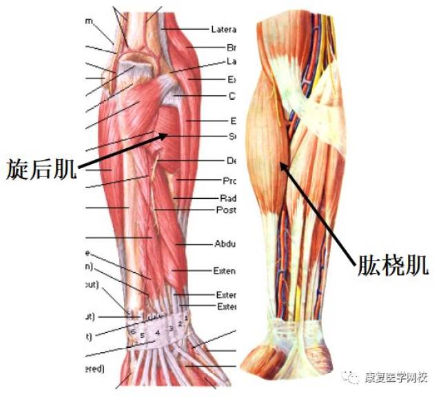 009必背考点:解剖学—前臂肌及自由上肢的肌肉