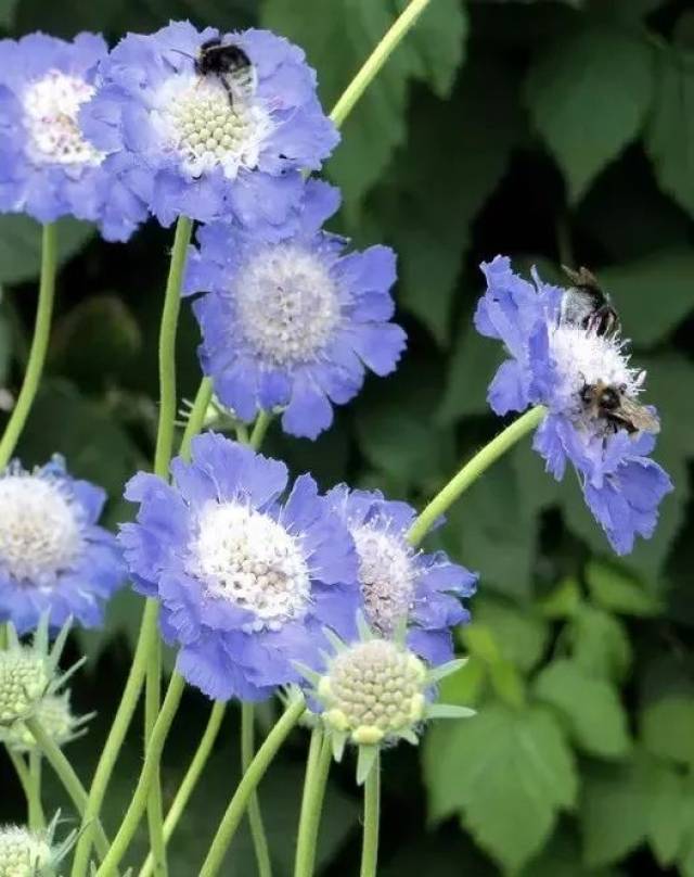 8种可以一年四季连续不断开花的灿烂花卉