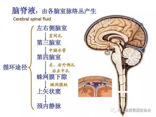 脑脊液流动的动力在哪里?