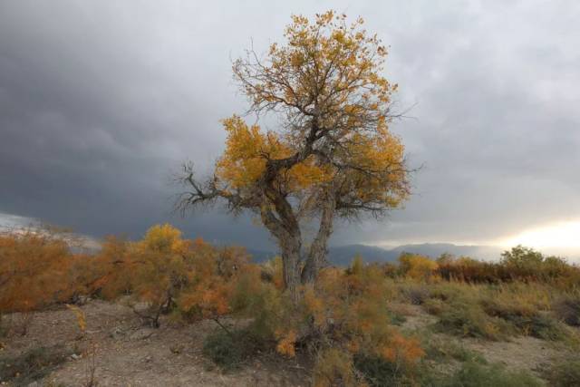 震撼！精河县举办首届木特塔尔沙漠文化旅游节